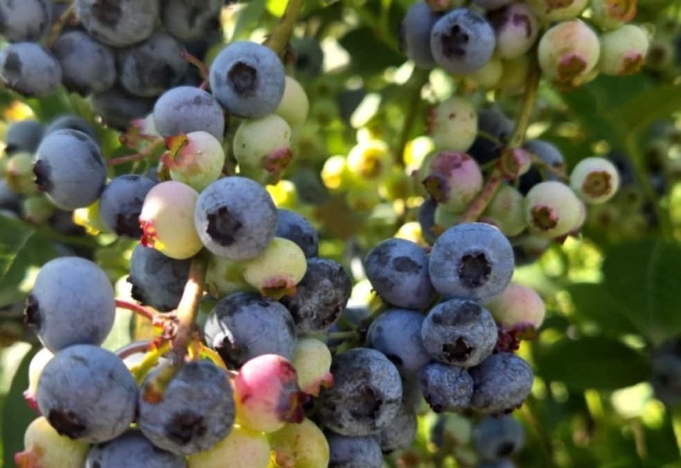 Why Berkey’s Blueberries is Your Next Family Outing Destination