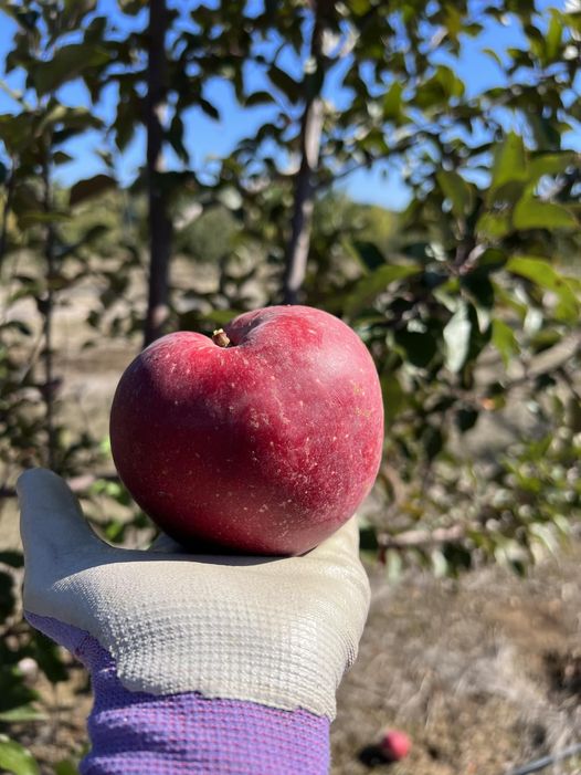 Pleasant Valley Cider Apples in Sweet Home, OR