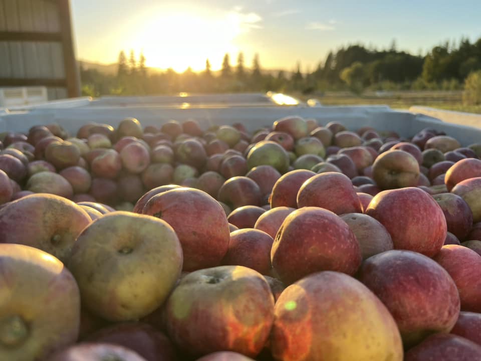 Pleasant Valley Cider Apples in Sweet Home, OR