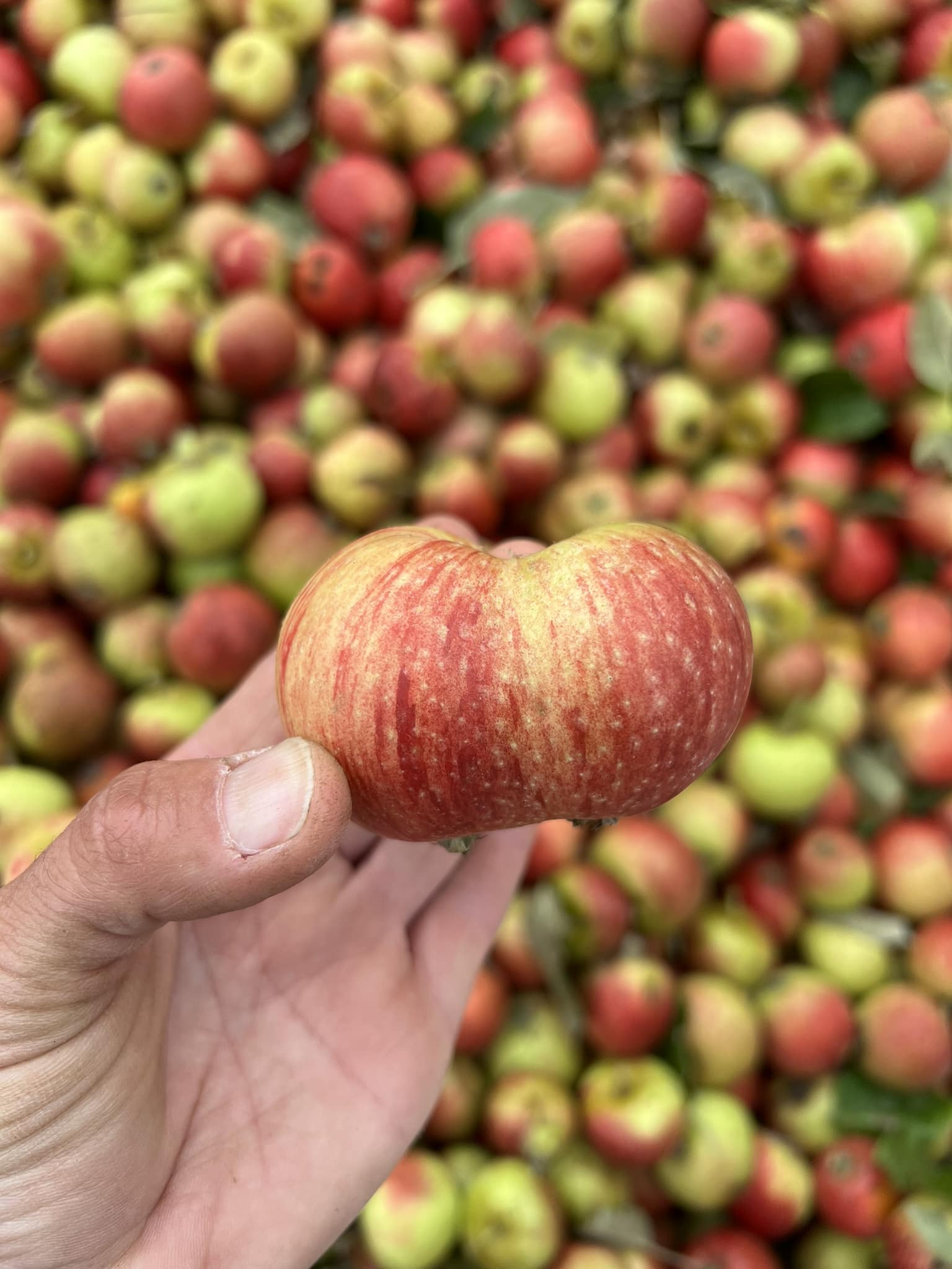 Pleasant Valley Cider Apples in Sweet Home, OR